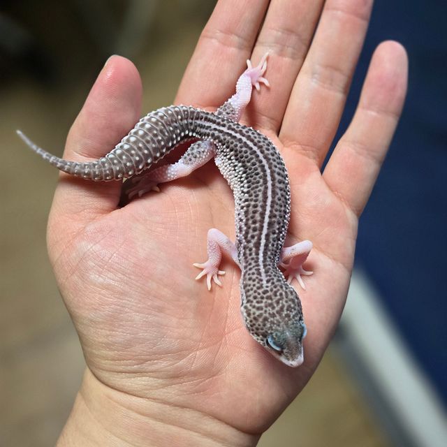 블랙나이트 갤럭시