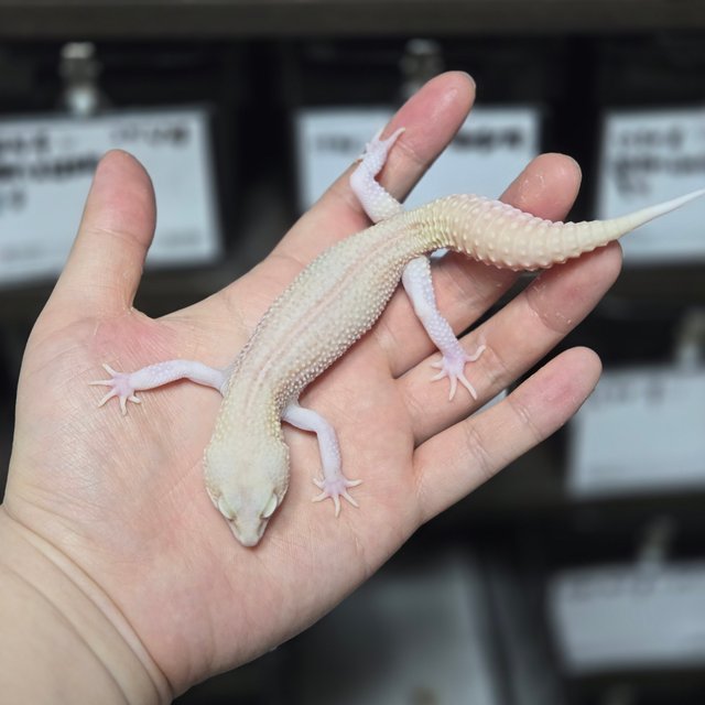 블랙나이트 갤럭시 벨 이클립스