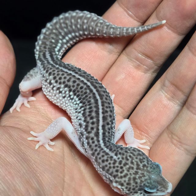 블랙나이트 갤럭시