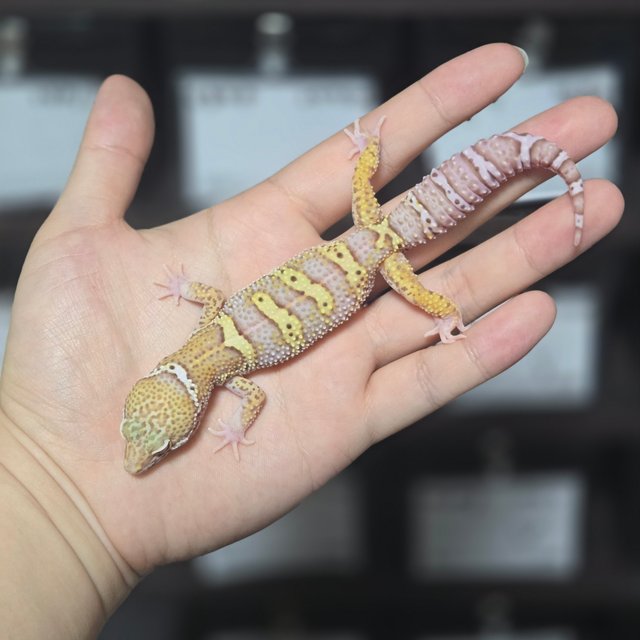 스노우 블랙나이트 벨