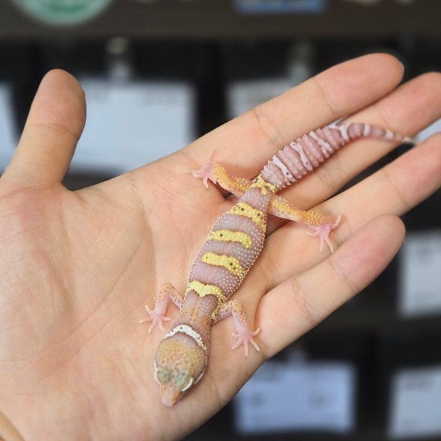 스노우 블랙나이트 벨