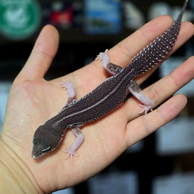 블랙나이트 갤럭시