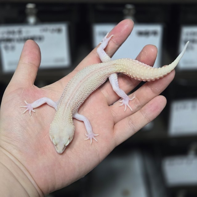 블랙나이트 갤럭시 벨 이클립스