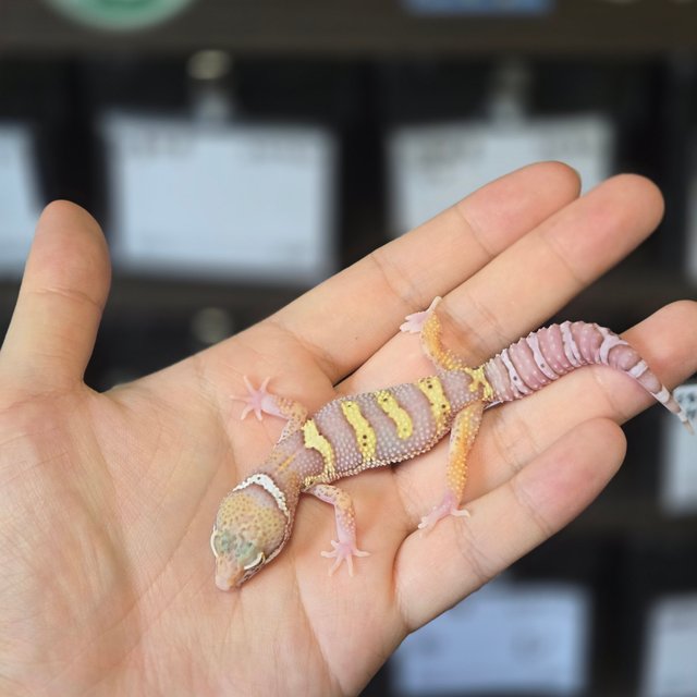 스노우 블랙나이트 벨