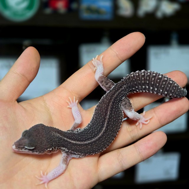 블랙나이트 갤럭시