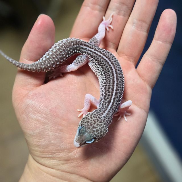 블랙나이트 갤럭시