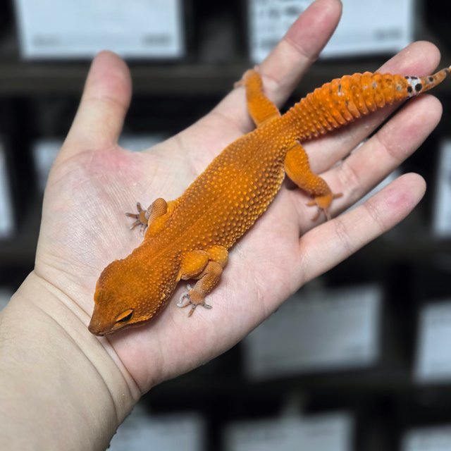 블러드 만다린 다크