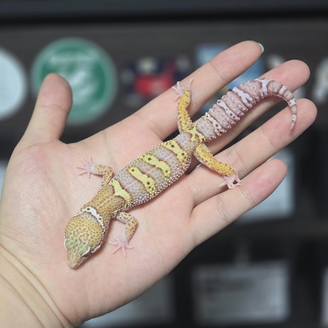 스노우 블랙나이트 벨