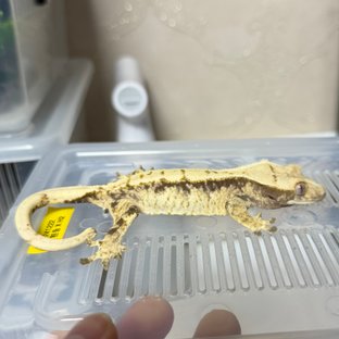 노멀 화이트스팟