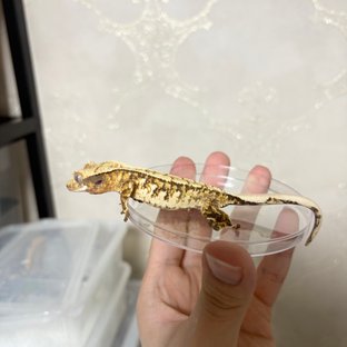 노멀 트라이