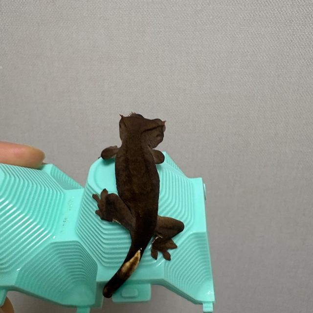 챠콜