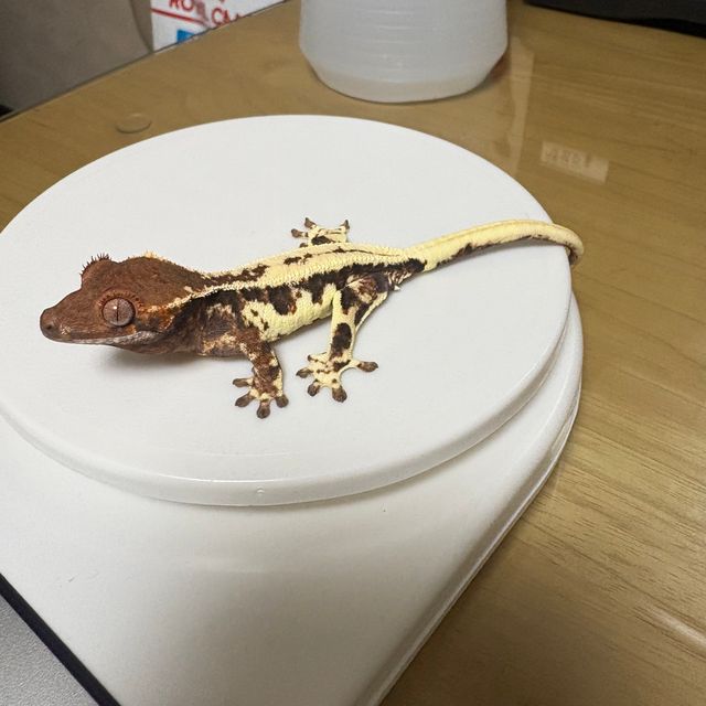 프라푸치노