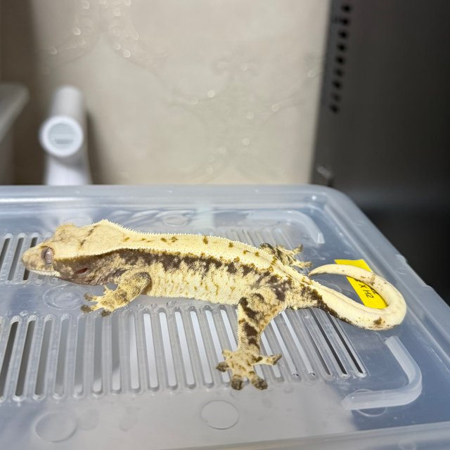 노멀 화이트스팟