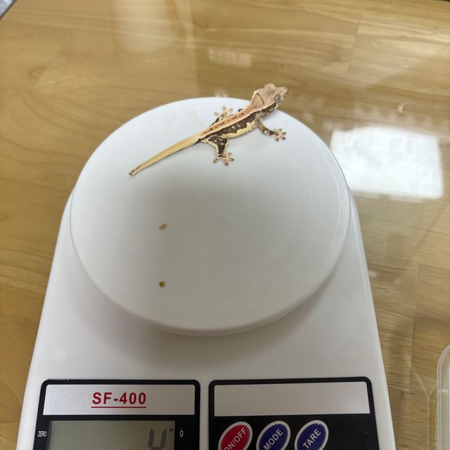 릴리화이트
