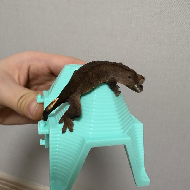 챠콜