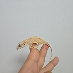 크림시클