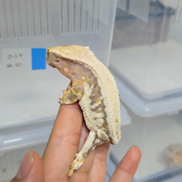 릴리100%헷아잔틱