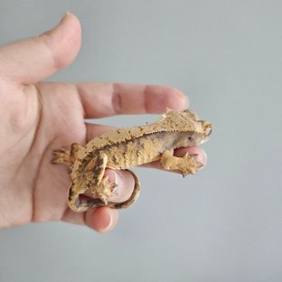 노멀 트라이 익스트림할리퀸