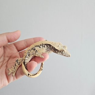 노멀 드리피 화이트스팟