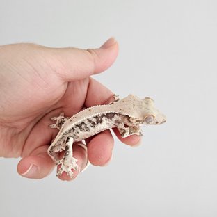 릴리화이트 화이트