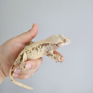 노멀 드리피 화이트스팟