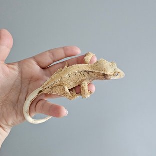 소르베