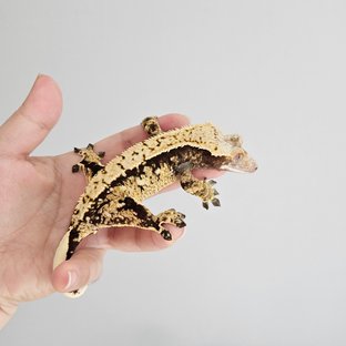 노멀 트라이 익스트림할리퀸 화이트스팟