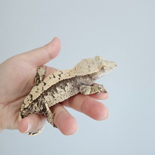 노멀 익스트림할리퀸 화이트스팟