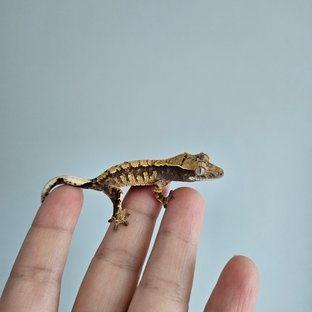 노멀 트라이 익스트림할리퀸 화이트포트홀