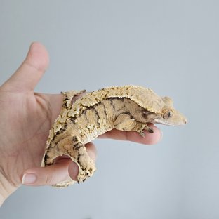 노멀 트라이 익스트림할리퀸 텐저린