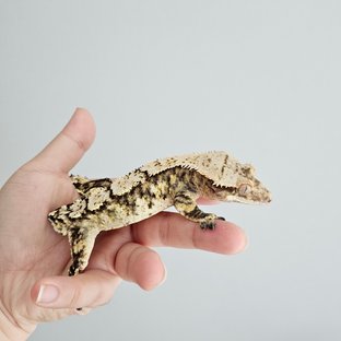 100%헷초초 익스트림할리퀸 트라이 화이트스팟