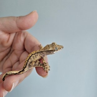 노멀 익스트림할리퀸 트라이