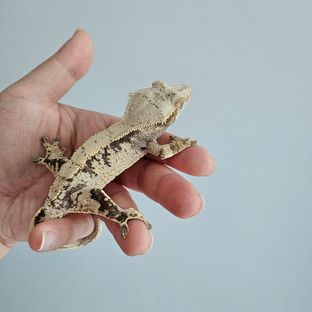노멀 익스트림할리퀸 화이트스팟 드리피