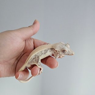 릴리화이트 솔리드백 드리피