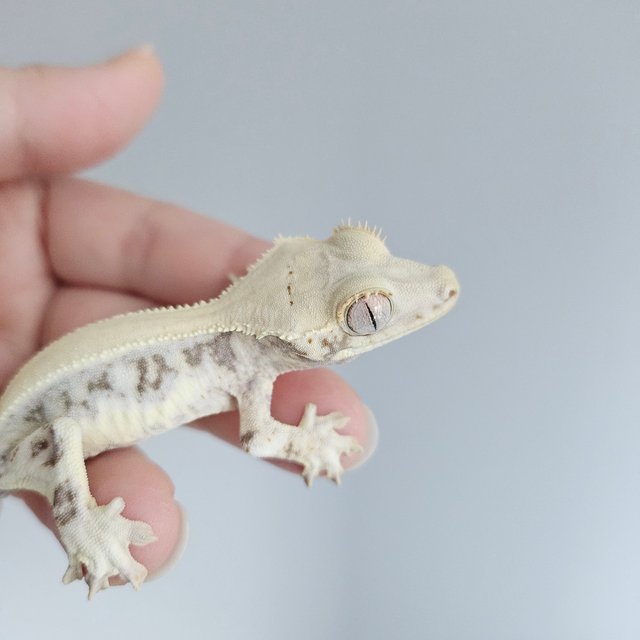 릴리화이트 솔리드백