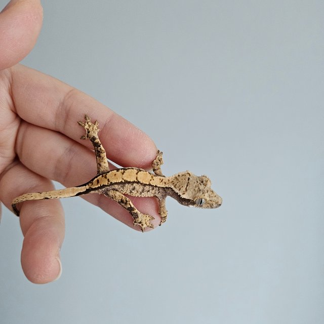 노멀 익스트림할리퀸 트라이