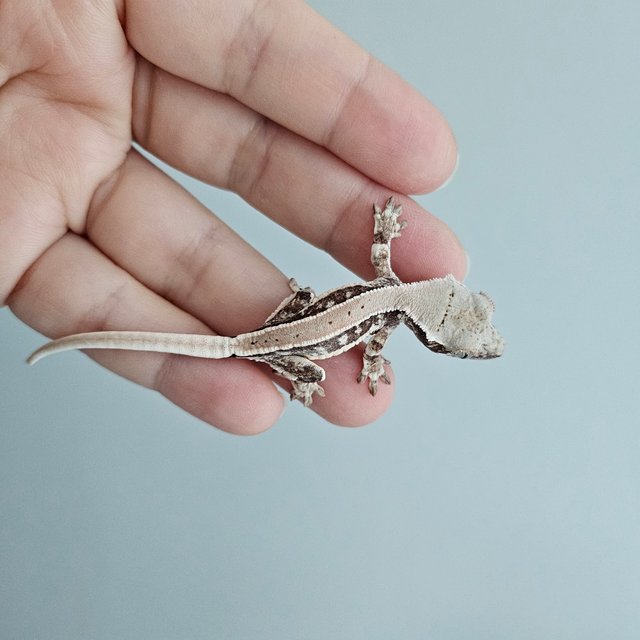 릴리화이트 풀핀