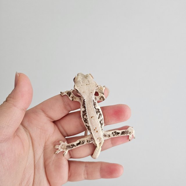 릴리화이트 화이트