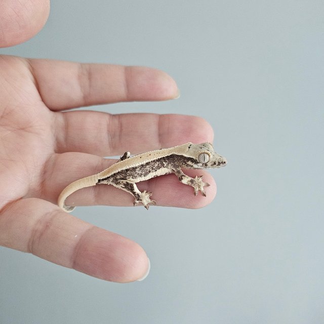 릴리화이트 풀핀