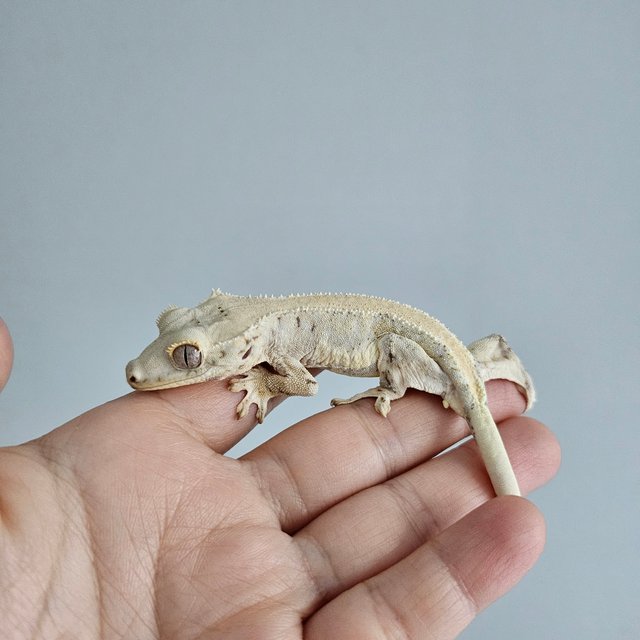 릴리화이트 솔리드백