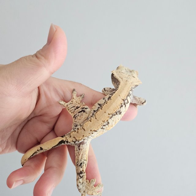 노멀 드리피 화이트스팟