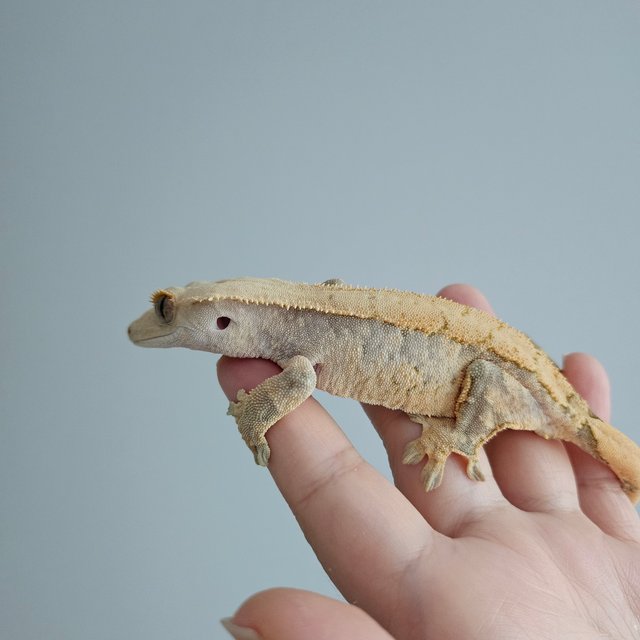 노멀 드리피 익스트림할리퀸 화이트스팟