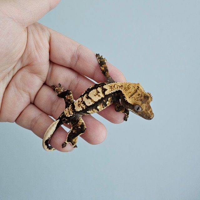 트라이 익스트림할리퀸 화이트포트홀