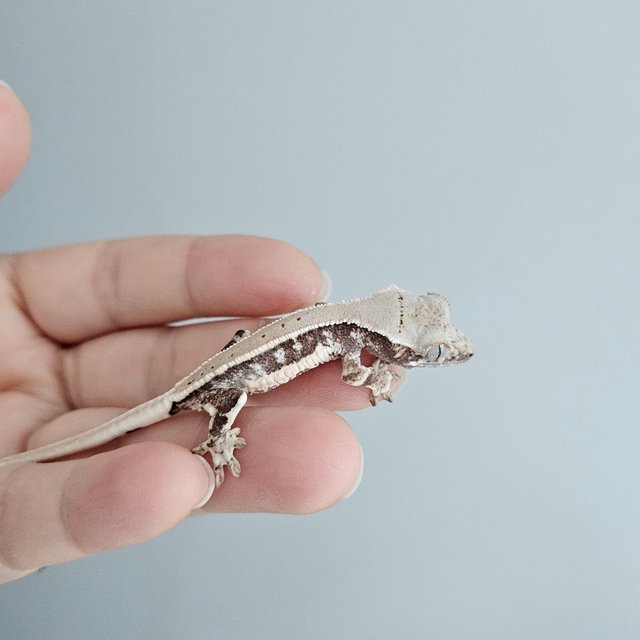 릴리화이트 풀핀