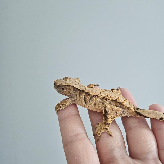 노멀 트라이 익스트림할리퀸