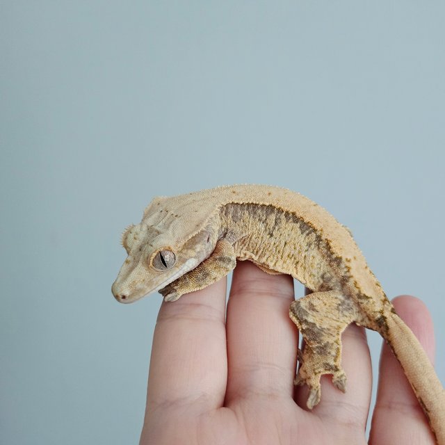 노멀 드리피 익스트림할리퀸 화이트스팟