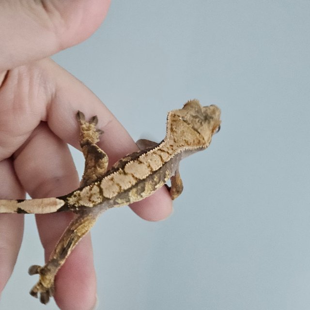 노멀 트라이 익스트림할리퀸