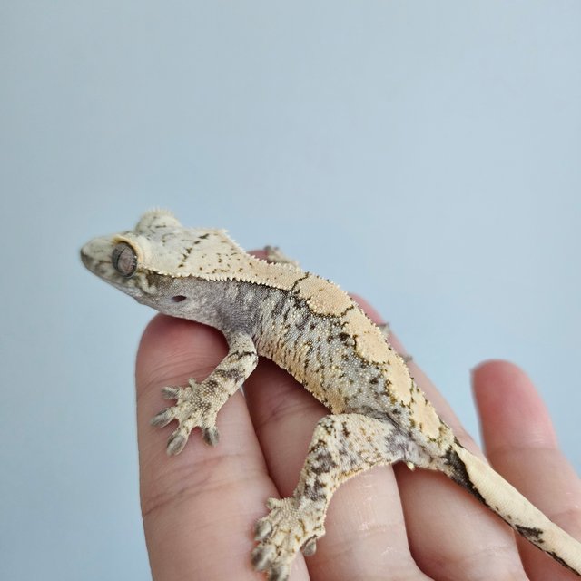 노멀 드리피 화이트스팟 화이트포트홀