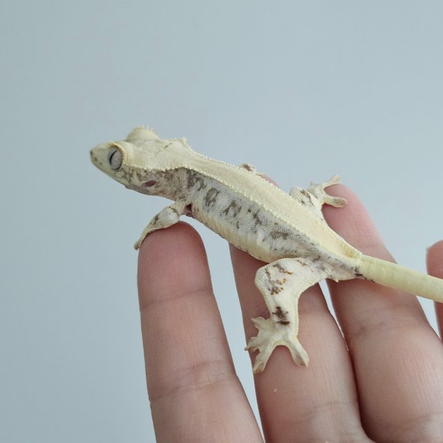 릴리화이트 솔리드백