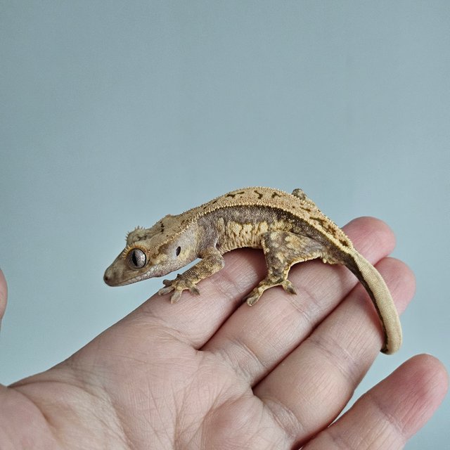 노멀 트라이 쿼드